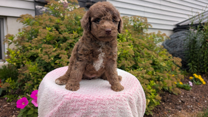 MINI POODLE (06/07) FEMALE