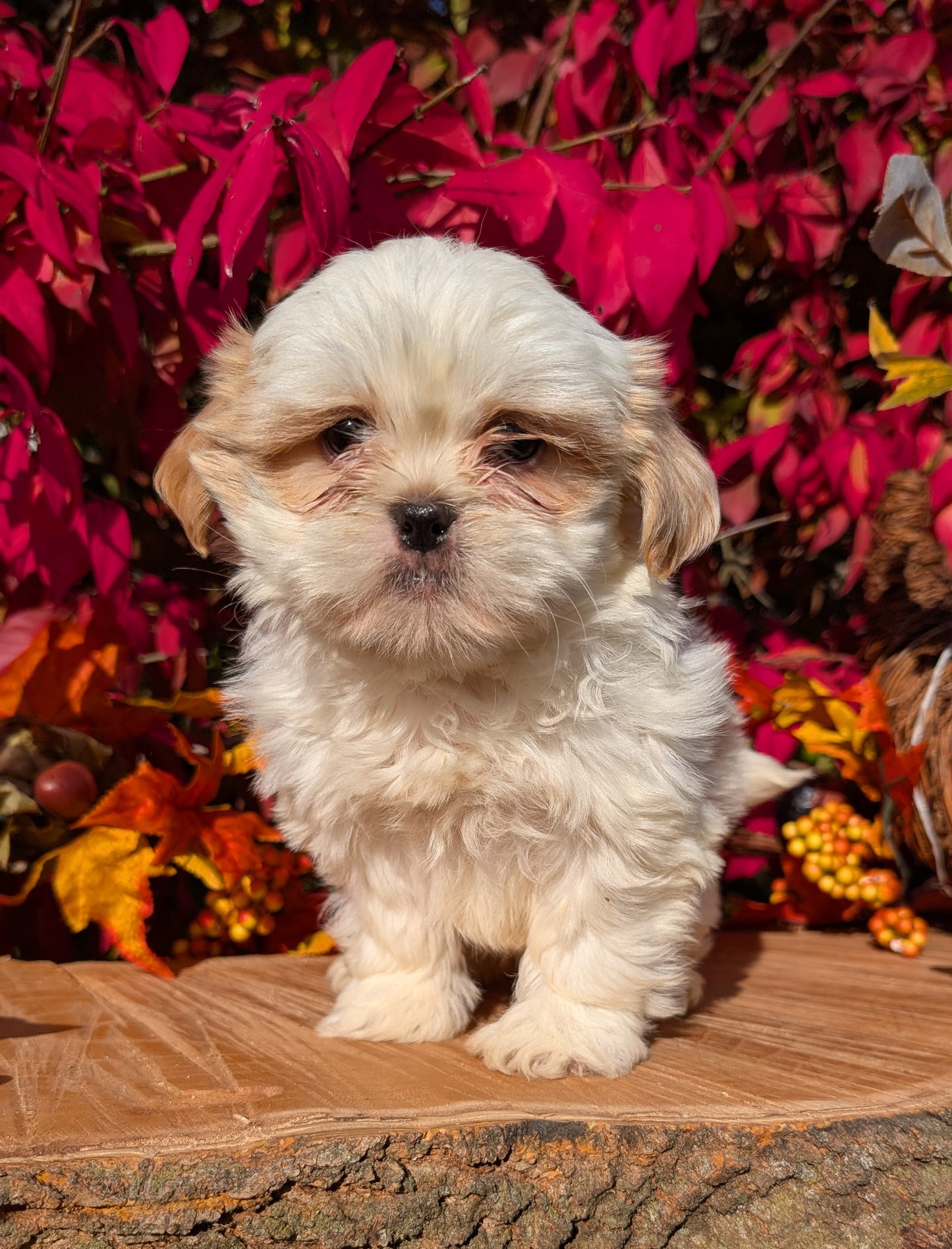 SHIH TZU (09/03) FEMALE
