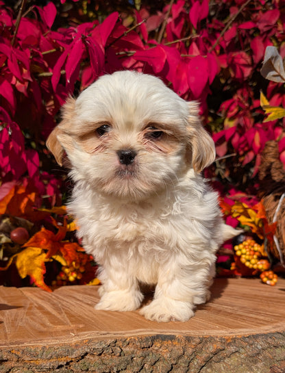 SHIH TZU (09/03) FEMALE