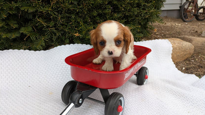 CAVALIER (02/10) MALE