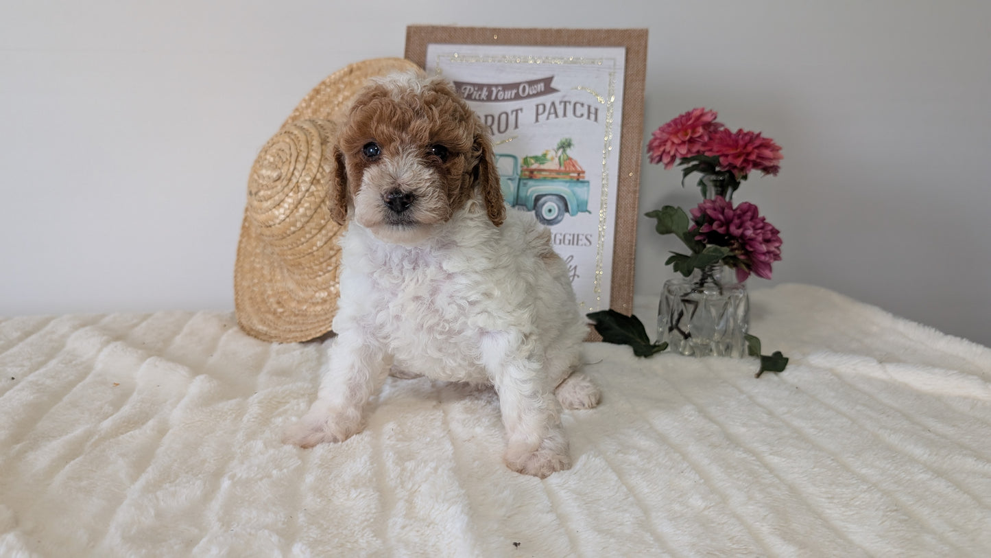 MINI POODLE (06/29) FEMALE