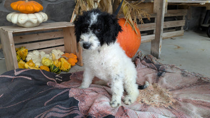 TOY BERNEDOODLE (06/11) MALE