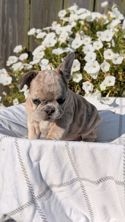 FRENCH BULLDOG (07/03) FEMALE