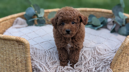 MINI POODLE (MAY 20) MALES