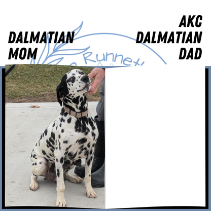 DALMATIAN (02/14) FEMALE