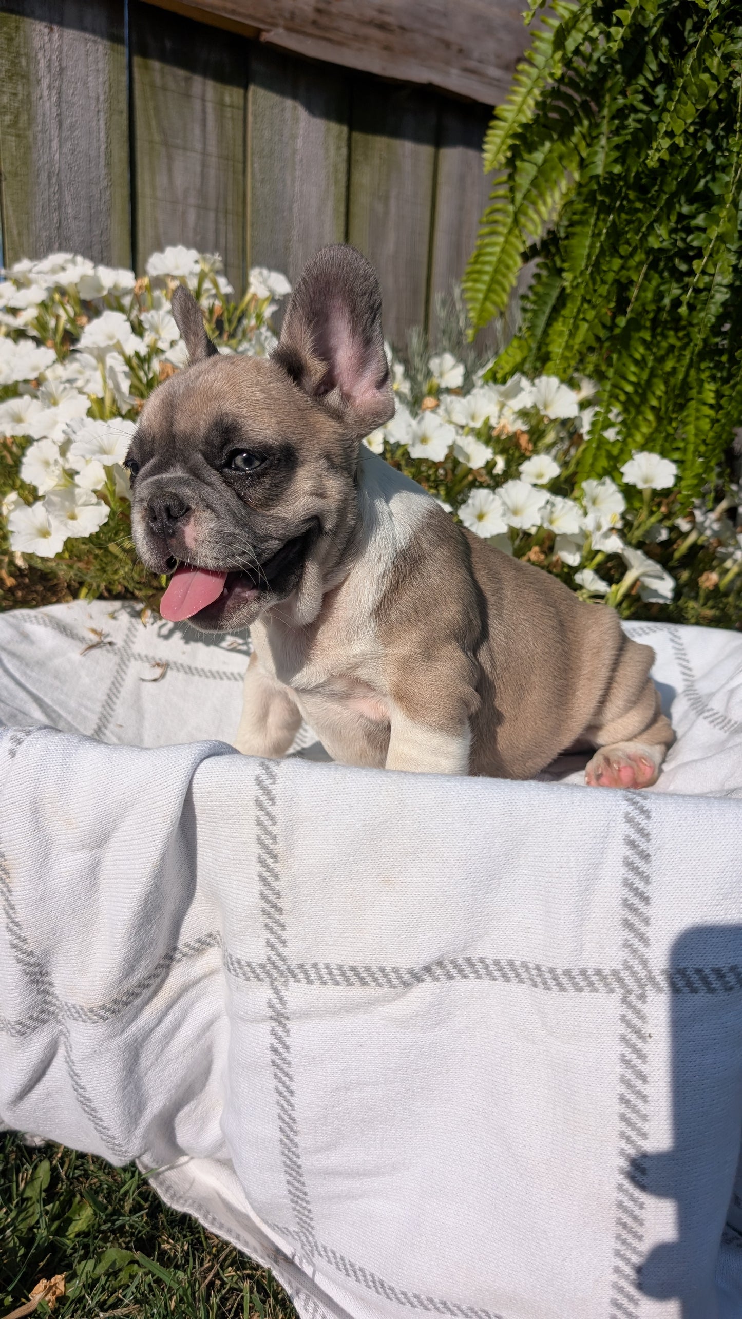 FRENCH BULLDOG (07/03) FEMALE