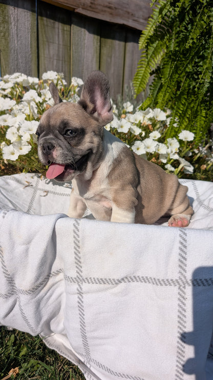 FRENCH BULLDOG (07/03) FEMALE