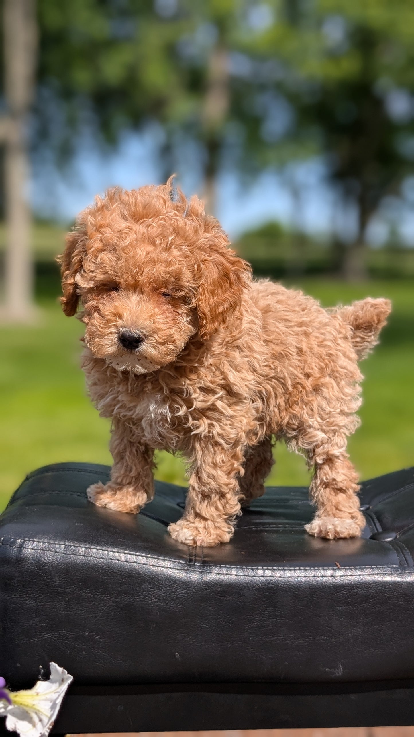 MINI POODLE (APR 03) FEMALES