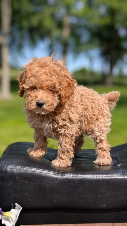 MINI POODLE (APR 03) FEMALES