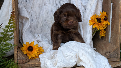 COCKAPOO (06/02) MALE