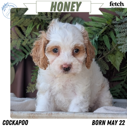 COCKAPOO (MAY 22) FEMALES