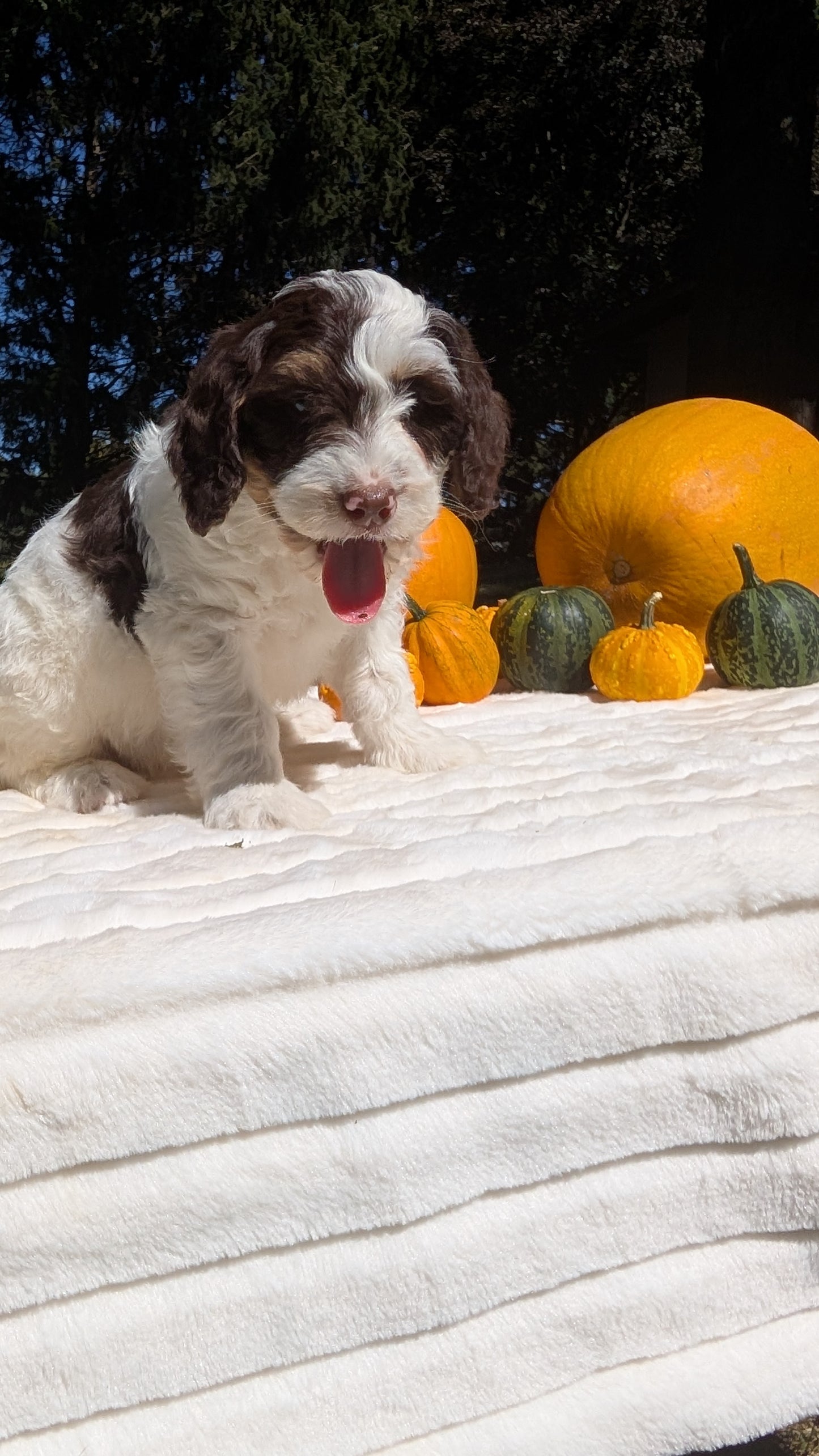 MINI BERNEDOODLE (07/25) MALE
