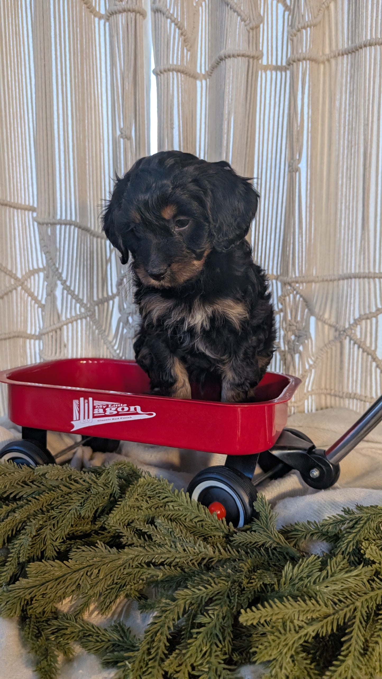 CAVAPOO (NOV 17) MALES