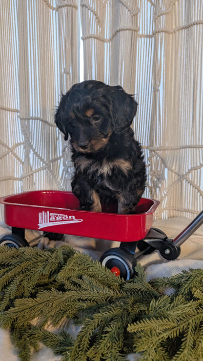 CAVAPOO (NOV 17) MALES