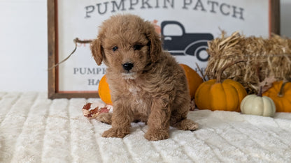 MINI GOLDENDOODLE (AUG 13) 6 MALES/3 FEMALES