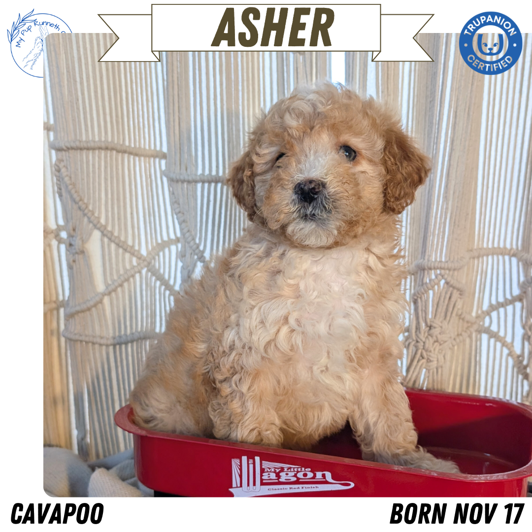 CAVAPOO (NOV 17) MALES