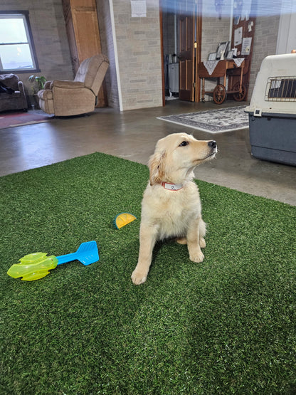 GOLDEN RETRIEVER (11/11) FEMALE
