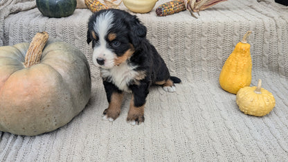 BERNESE MOUNTAIN DOG (08/18) FEMALE