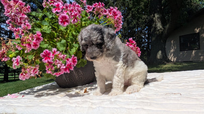 MINI BERNEDOODLE (06/11) FEMALE