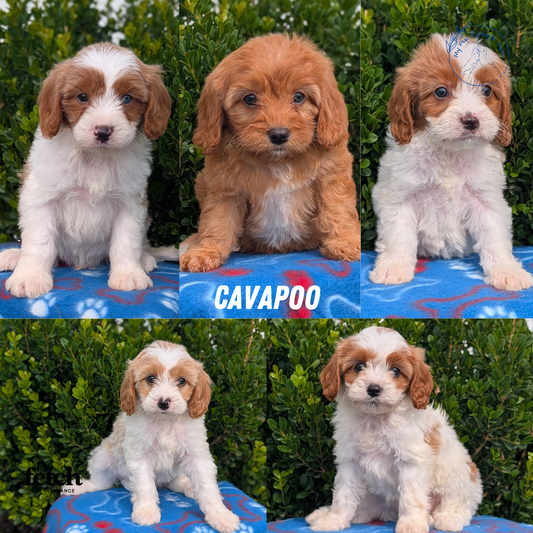 CAVAPOO (MAY 25) MALES
