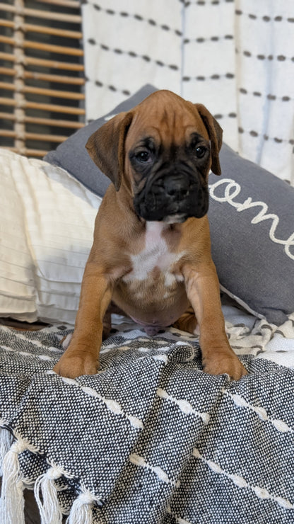 BOXER (OCT 12) MALES