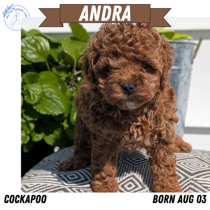 COCKAPOO (08/03) FEMALE