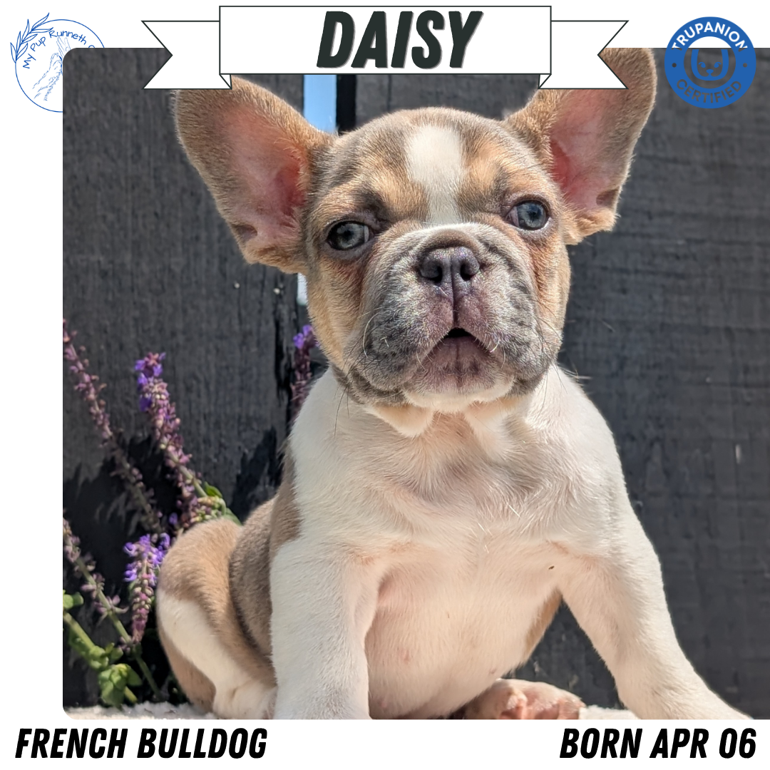 FRENCH BULLDOG (APR 06) FEMALE
