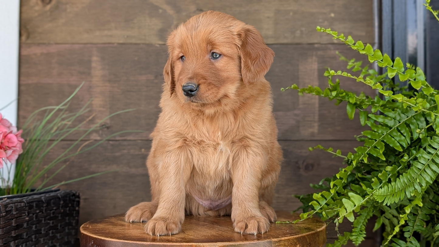 GOLDEN RETRIEVER (MAR 27) MALES