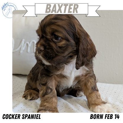 COCKER SPANIEL (02/14) MALE