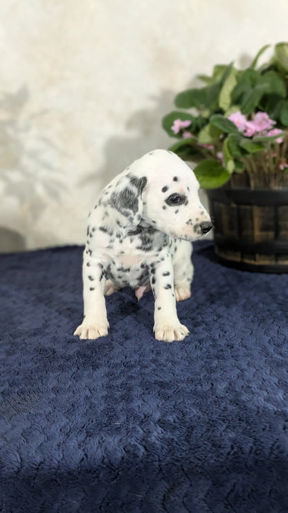 DALMATIAN (02/14) MALE