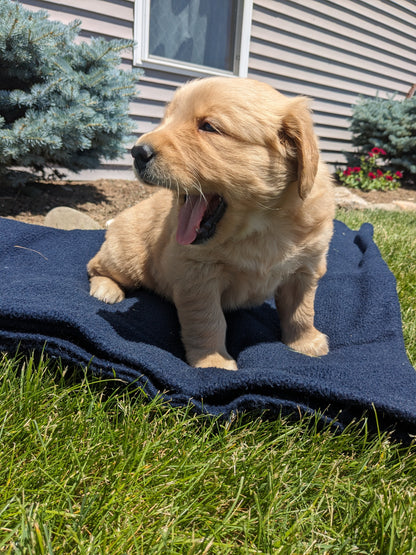 GOLDEN RETRIEVER (04/27) MALE