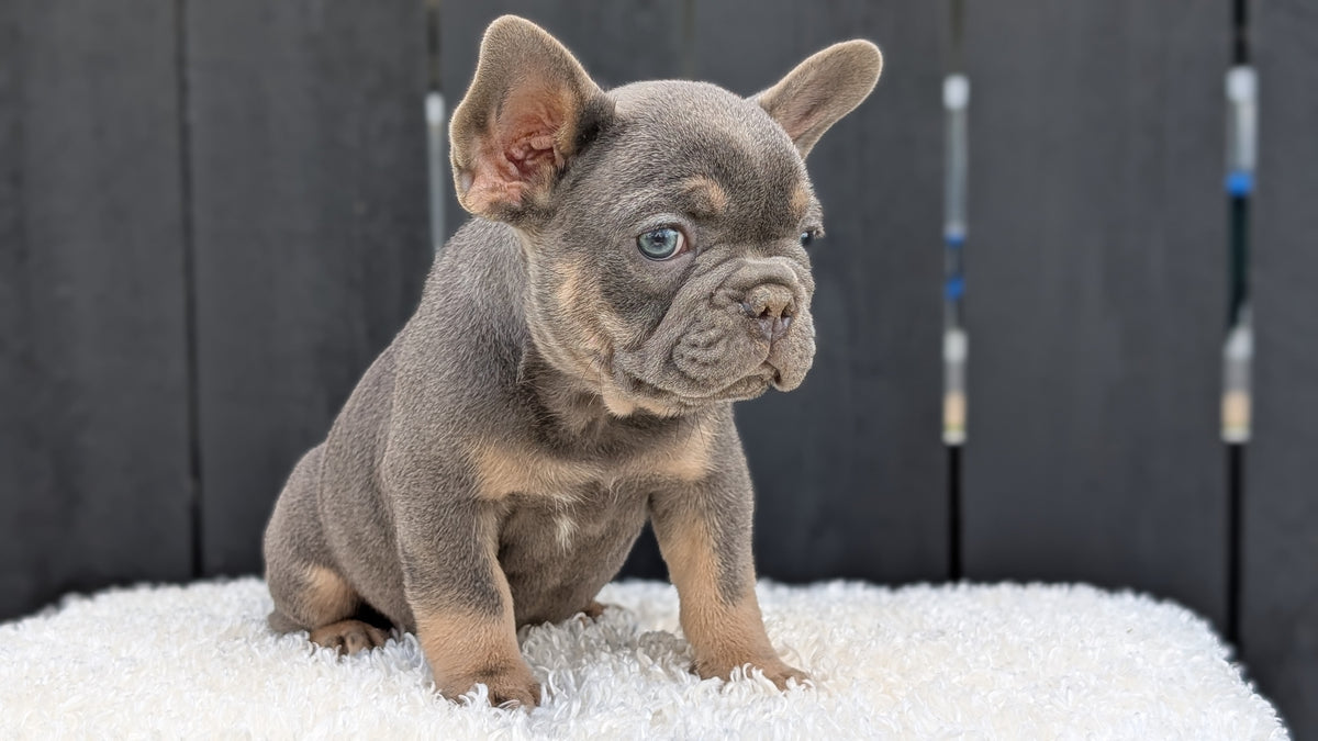 FRENCH BULLDOG (JUN 29) 3 MALES