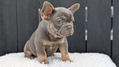 FRENCH BULLDOG (JUN 29) 3 MALES