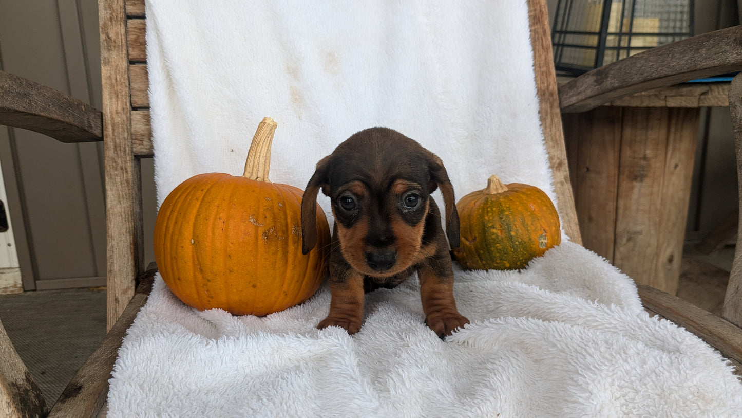 MINI DACHSHUND (08/13) MALE