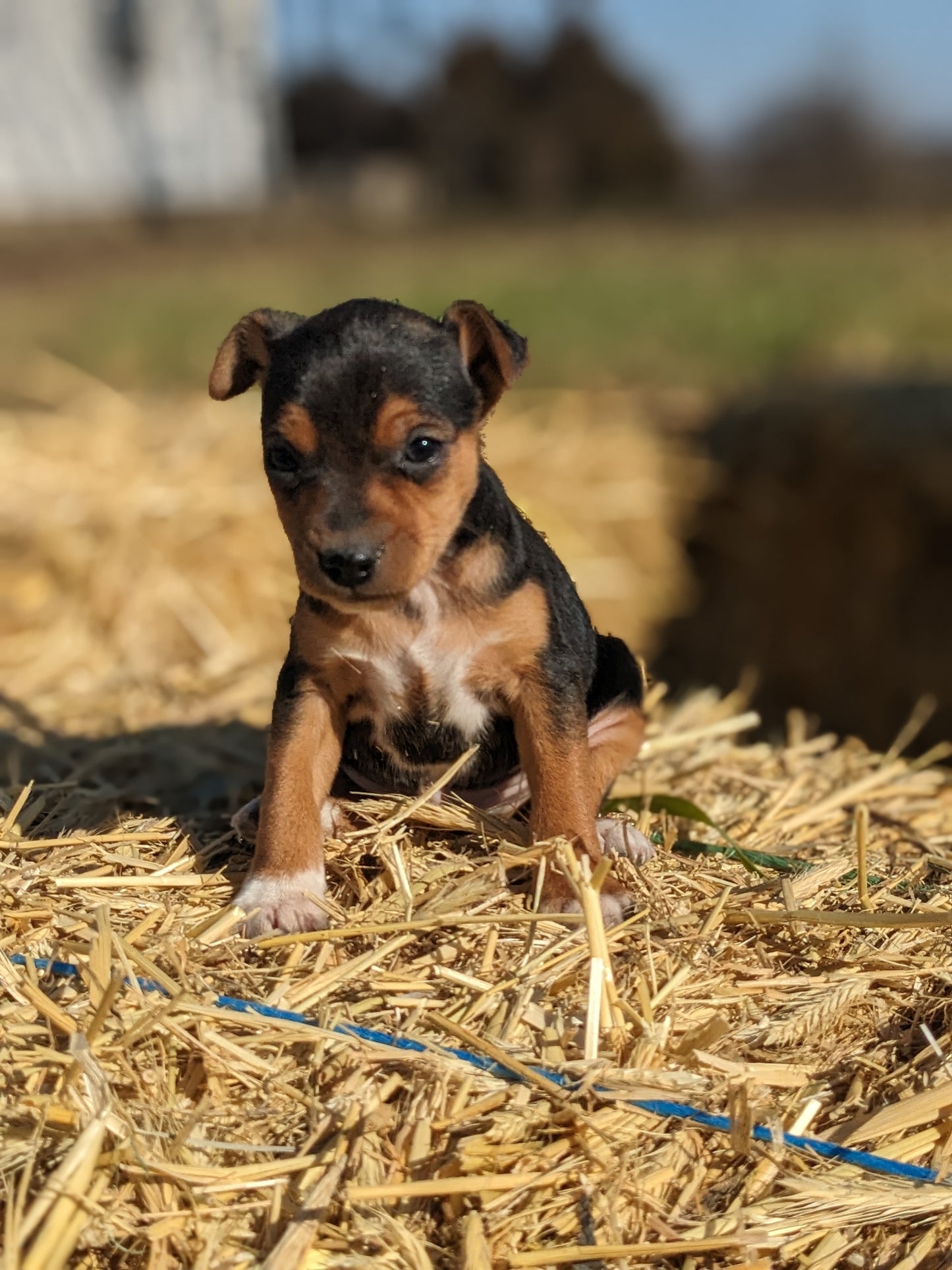 MINI PINSCHER (1/11) MALE