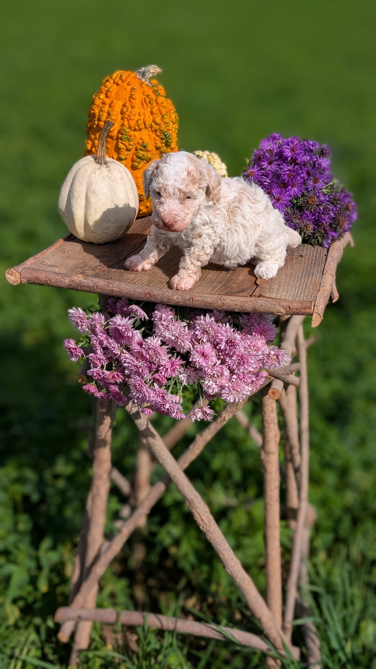 TOY POODLE (08/28) FEMALE