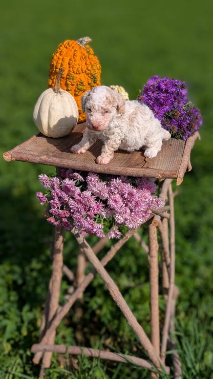 TOY POODLE (08/28) FEMALE