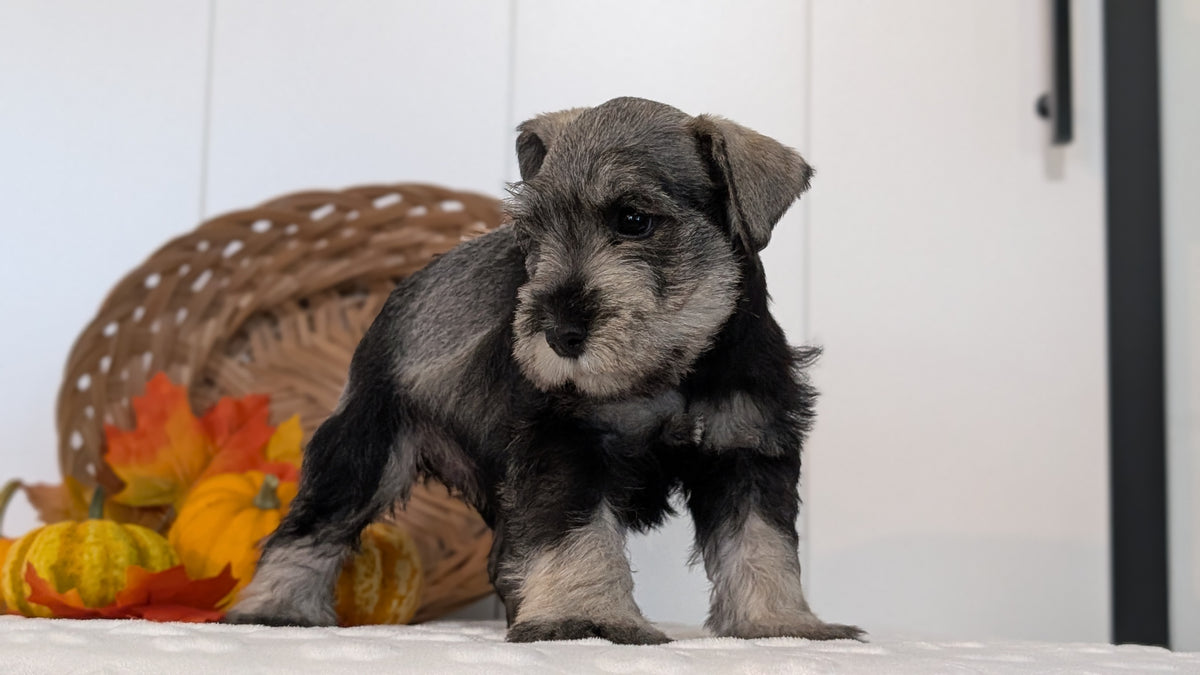 MINI SCHNAUZER (AUG 27) 4 FEMALES/1 MALE
