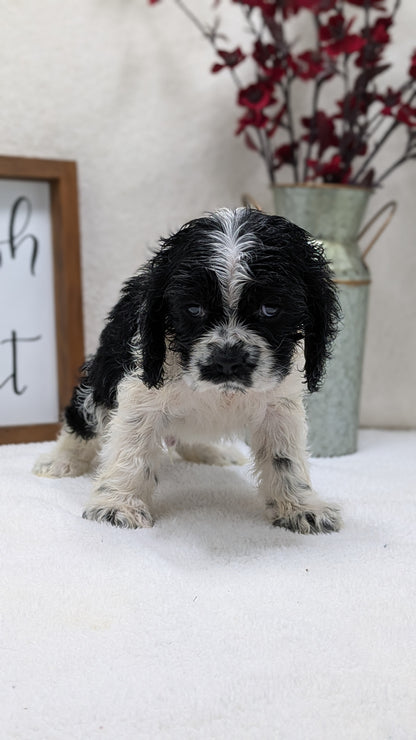 COCKER SPANIEL (12/03) MALE