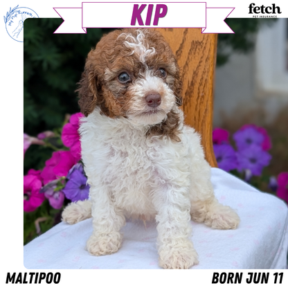 MALTIPOO (JUN 11) MALES