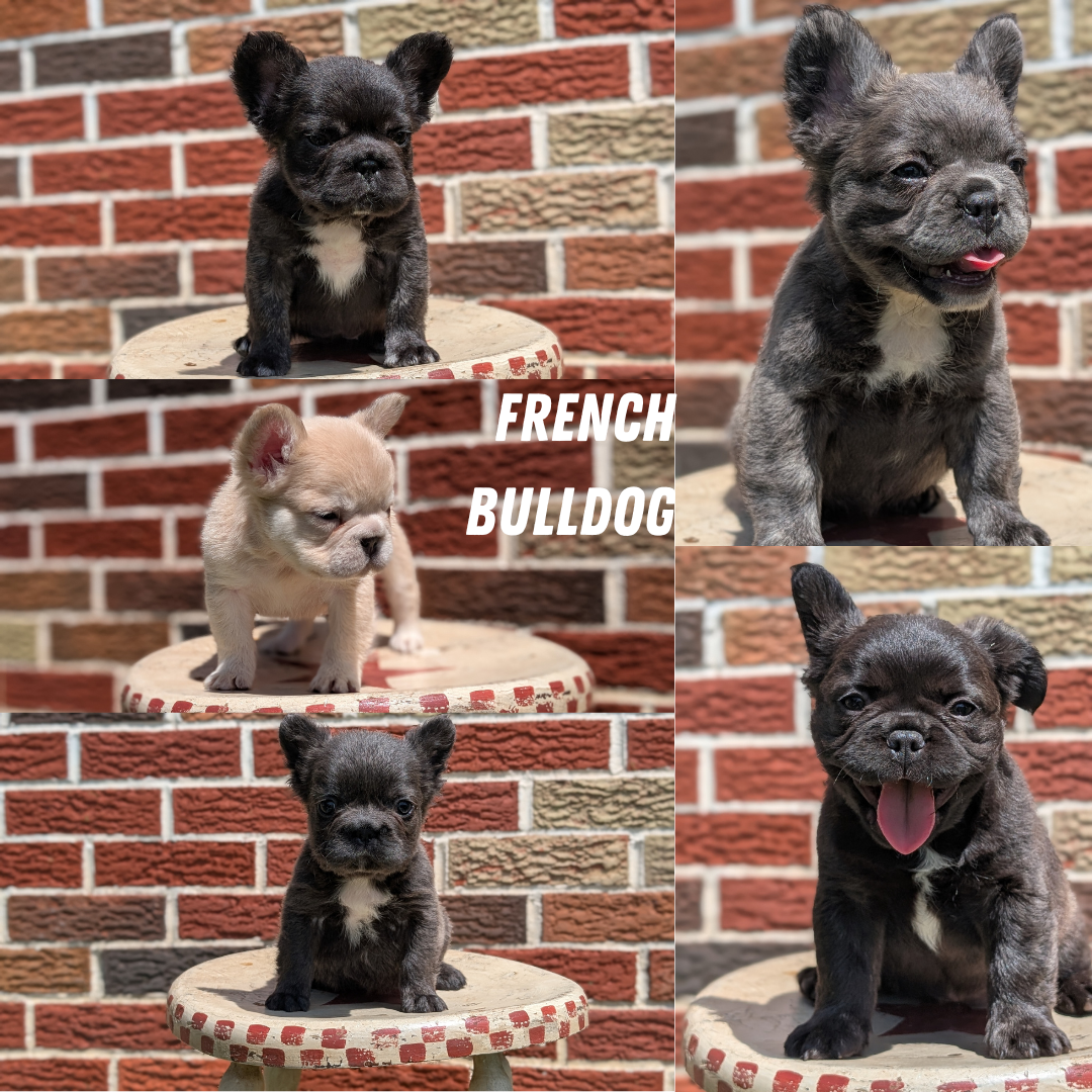 FRENCH BULLDOG (MAR 09) FEMALES