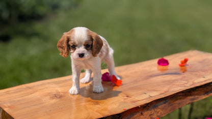 CAVALIER (MAY 30) MALES