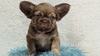 FRENCH BULLDOG (JUN 06) FEMALES