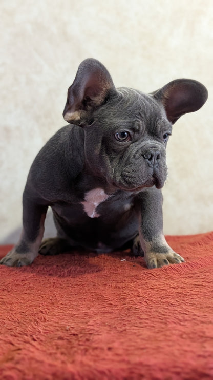 FRENCH BULLDOG (OCT 03) MALES