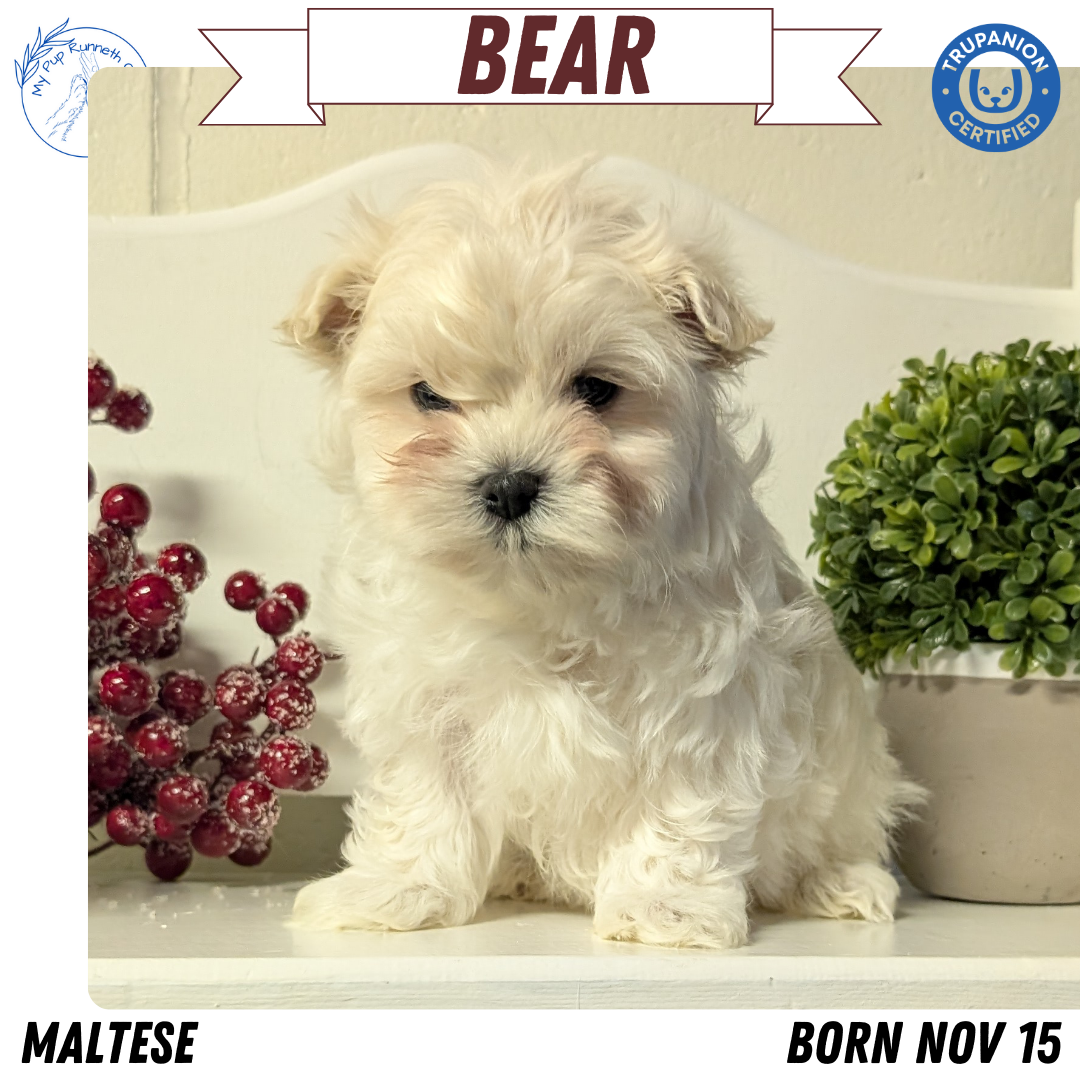 MALTESE (NOV 15) MALES