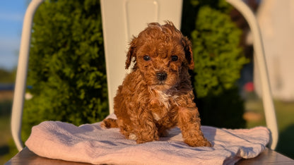 MINI POODLE (MAY 12) FEMALES