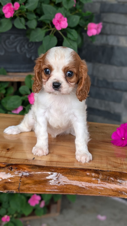 CAVALIER (JUL 29) 3 FEMALES
