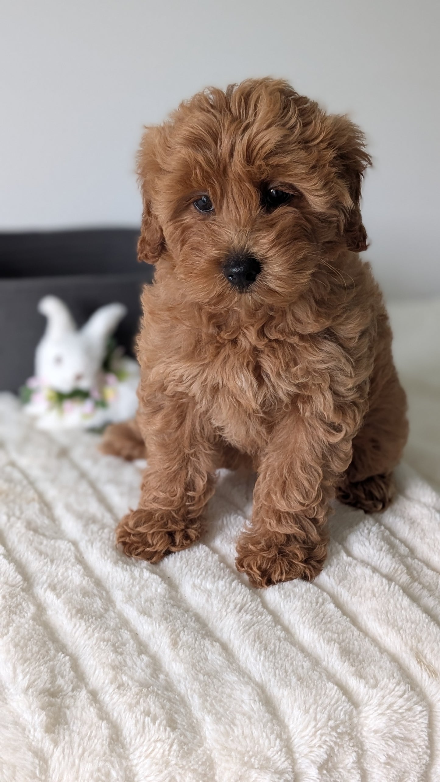 MINI GOLDENDOODLE (MAR 13) FEMALES