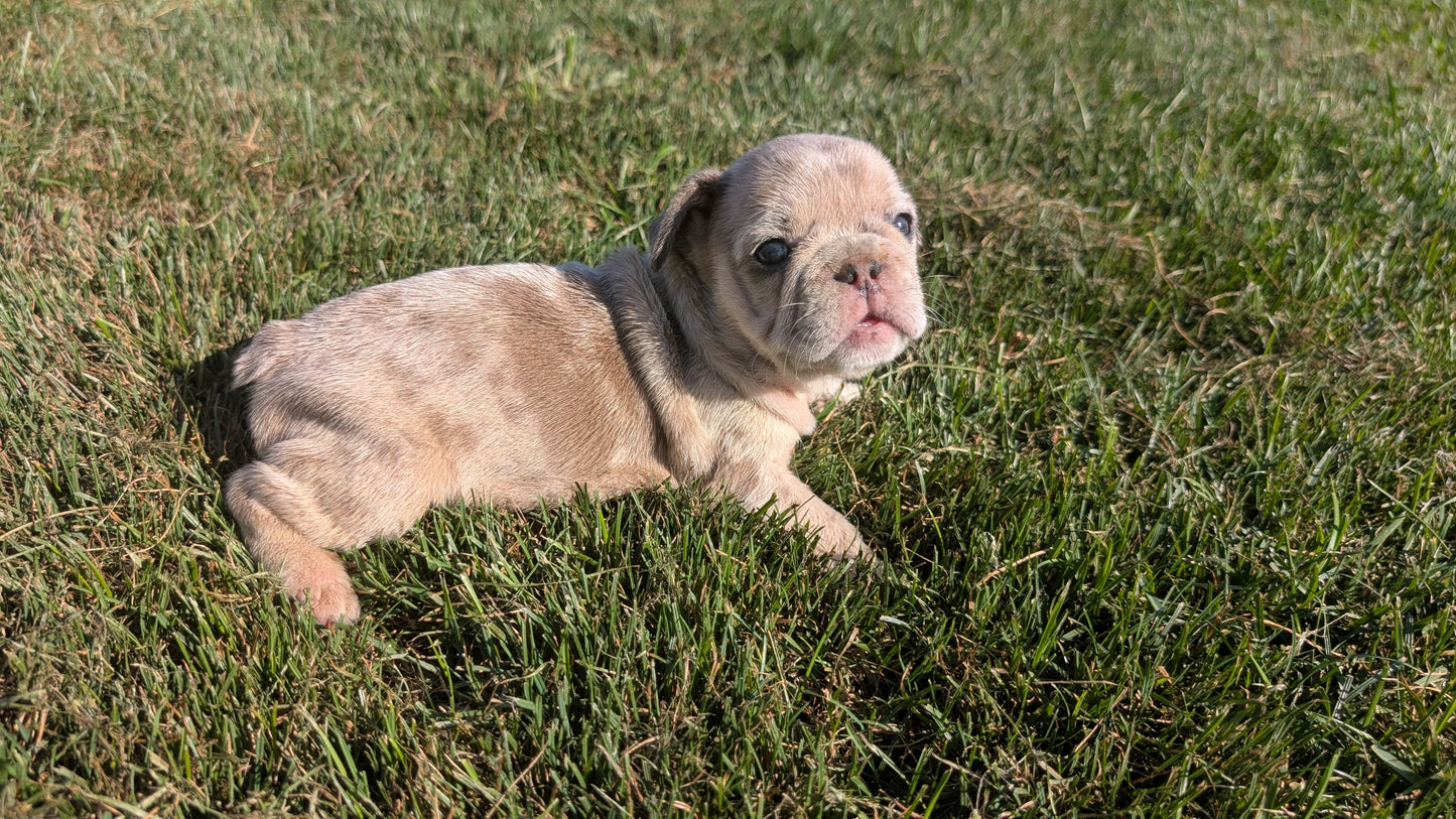 FRENCH BULLDOG (07/03) FEMALE