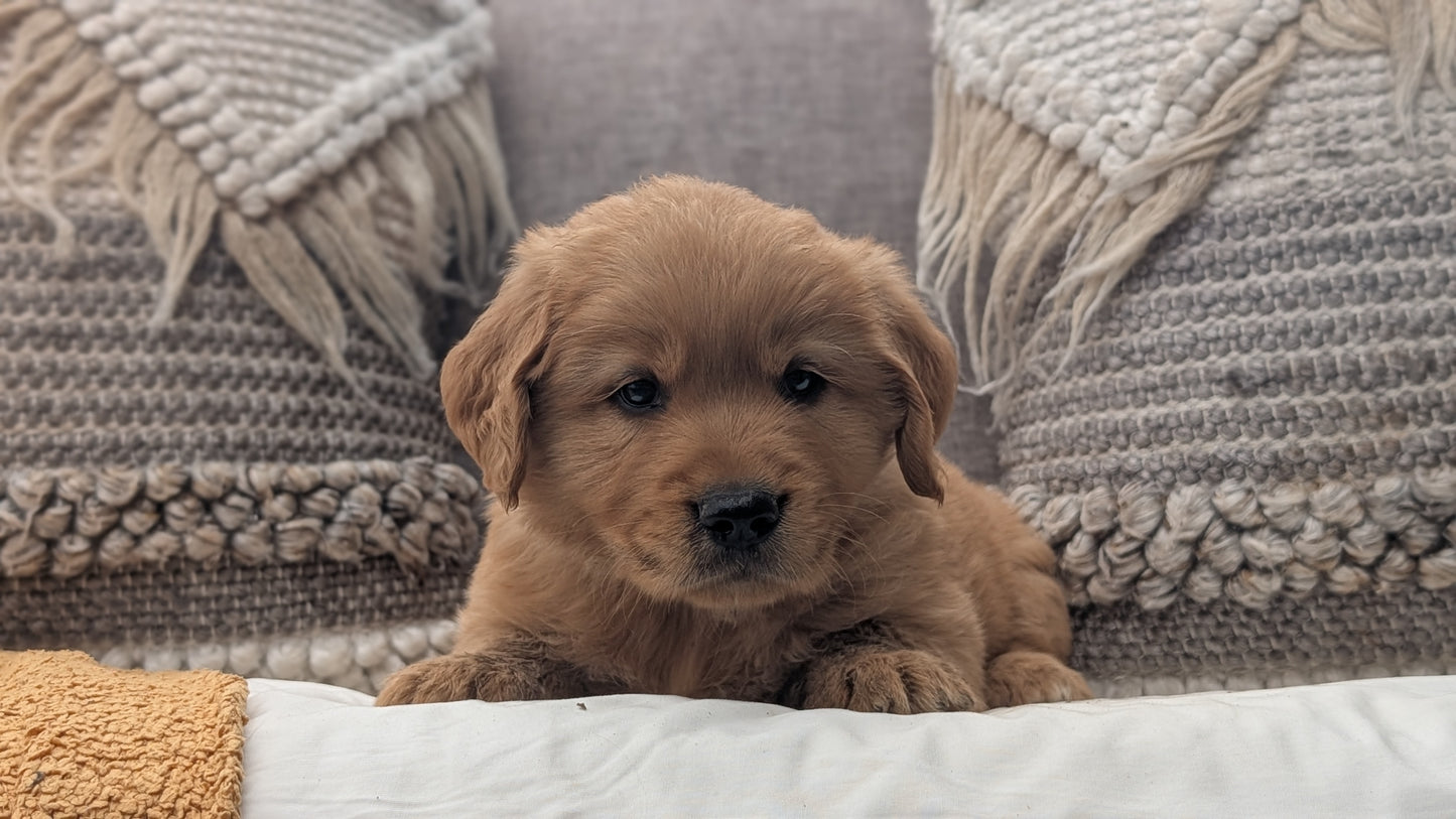 GOLDEN RETRIEVER (JUL 01) MALES